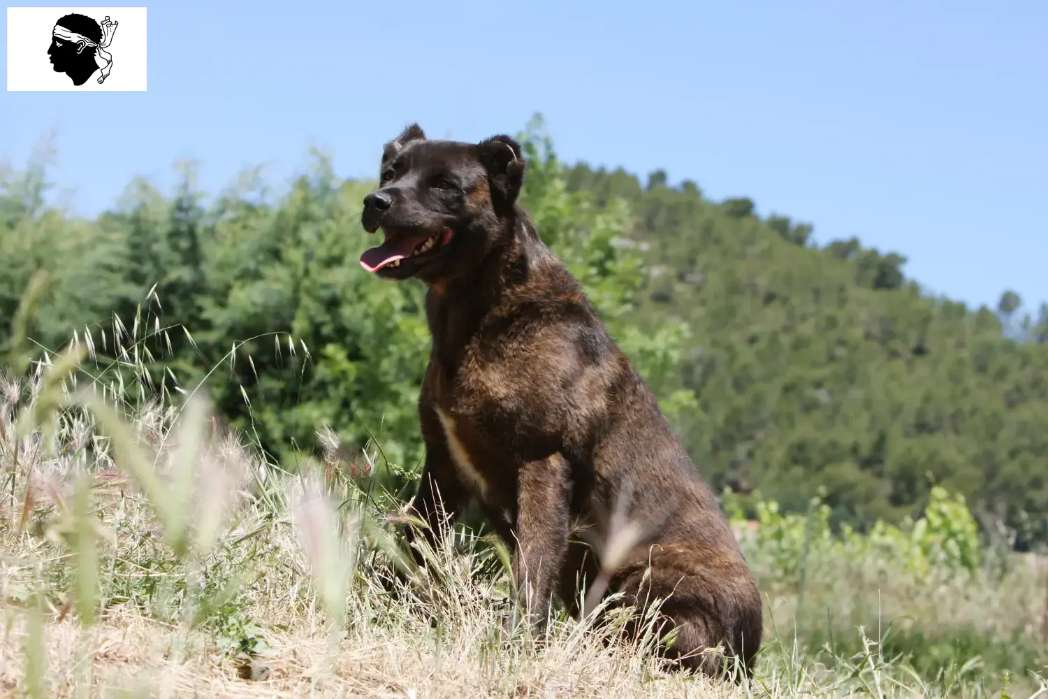 Read more about the article Cão Fila de São Miguel breeders and puppies in Corsica