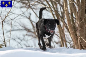 Read more about the article Cão Fila de São Miguel breeders and puppies in Île-de-France