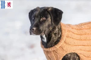 Read more about the article Cão Fila de São Miguel breeders and puppies in Nouvelle-Aquitaine