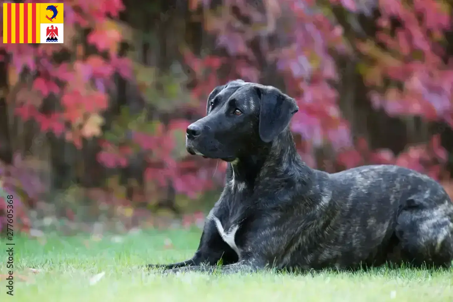 Read more about the article Cão Fila de São Miguel breeders and puppies in Provence-Alpes-Côte d’Azur