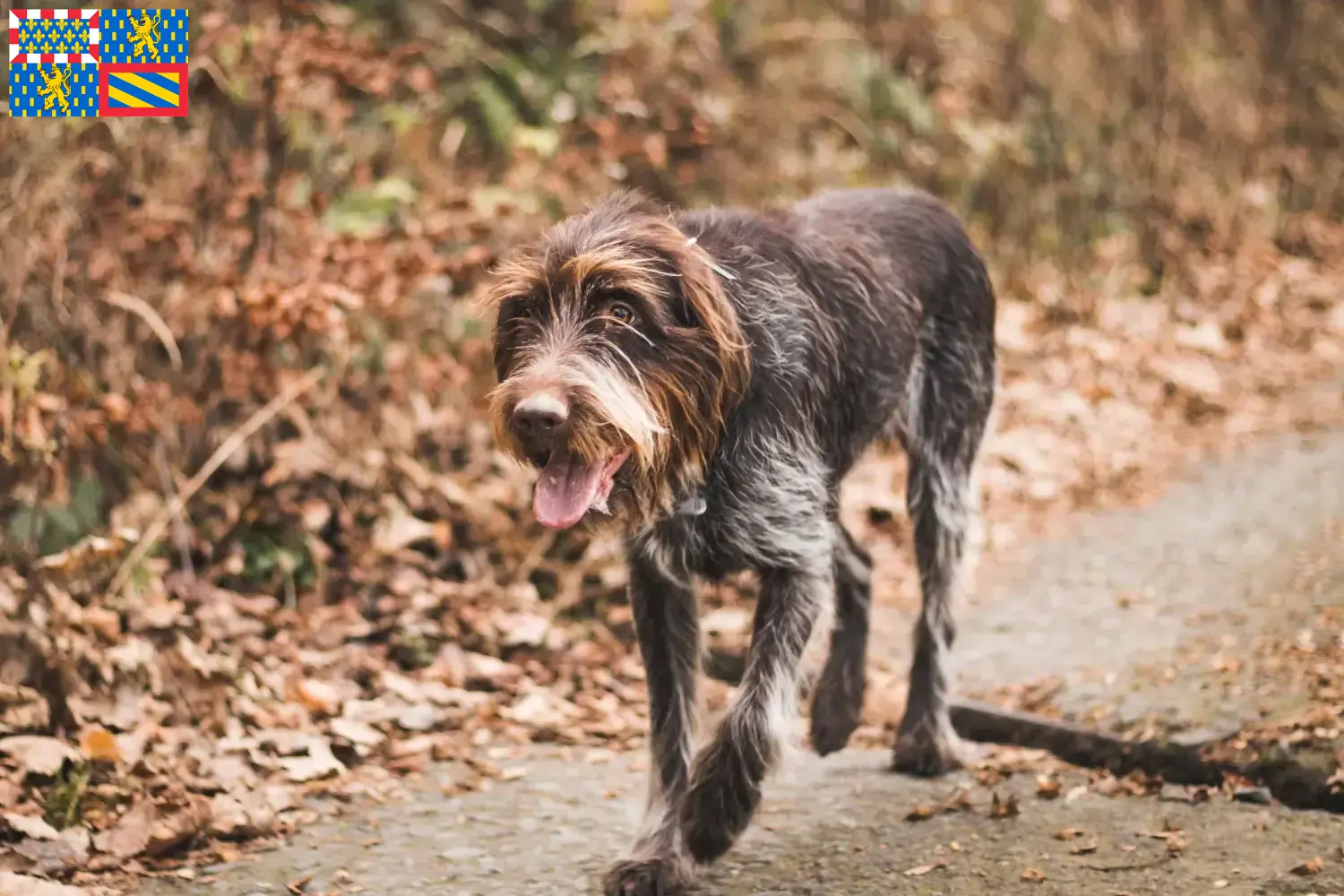 Read more about the article Český fousek breeders and puppies in Bourgogne-Franche-Comté