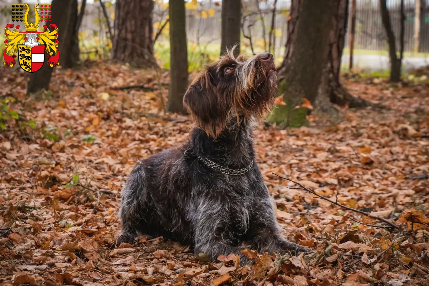 Read more about the article Český fousek breeders and puppies in Carinthia