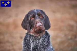 Read more about the article Český fousek breeders and puppies in Île-de-France