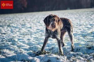 Read more about the article Český fousek breeders and puppies in Occitania