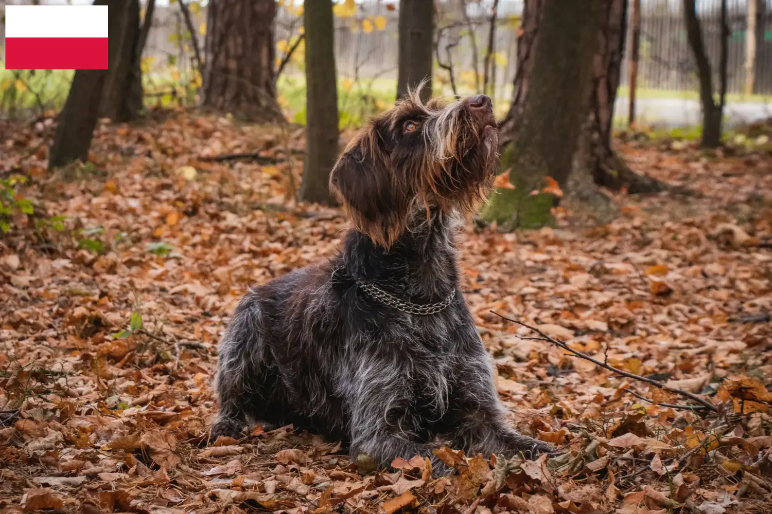 Read more about the article Český fousek breeders and puppies in Poland