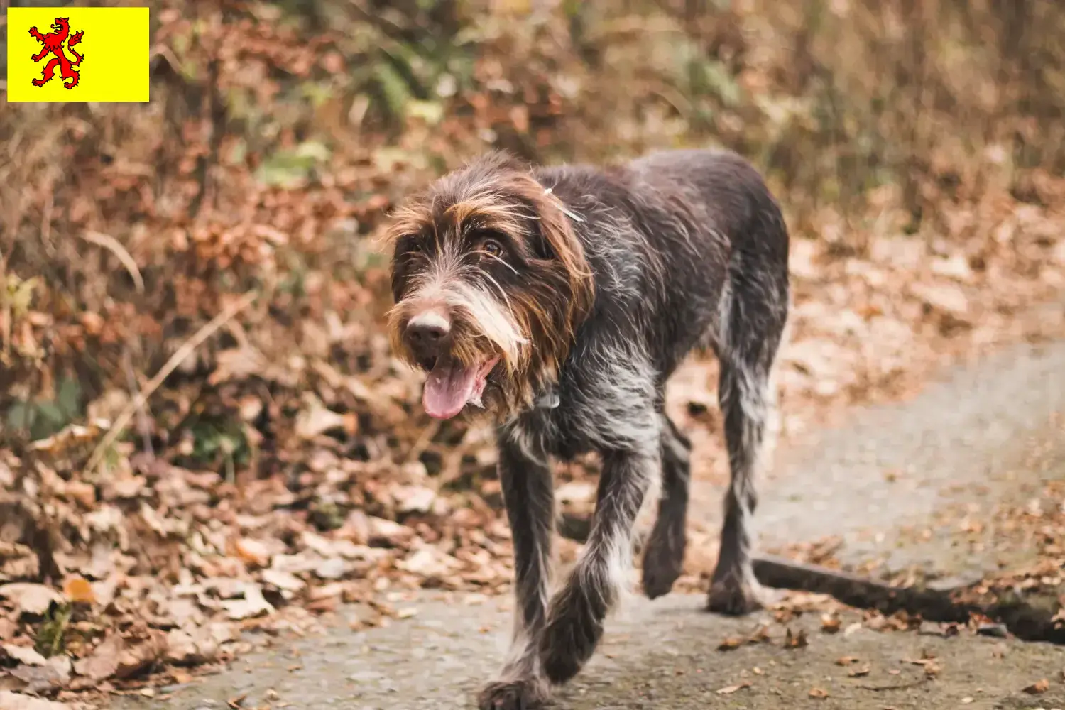 Read more about the article Český fousek breeders and puppies in South Holland