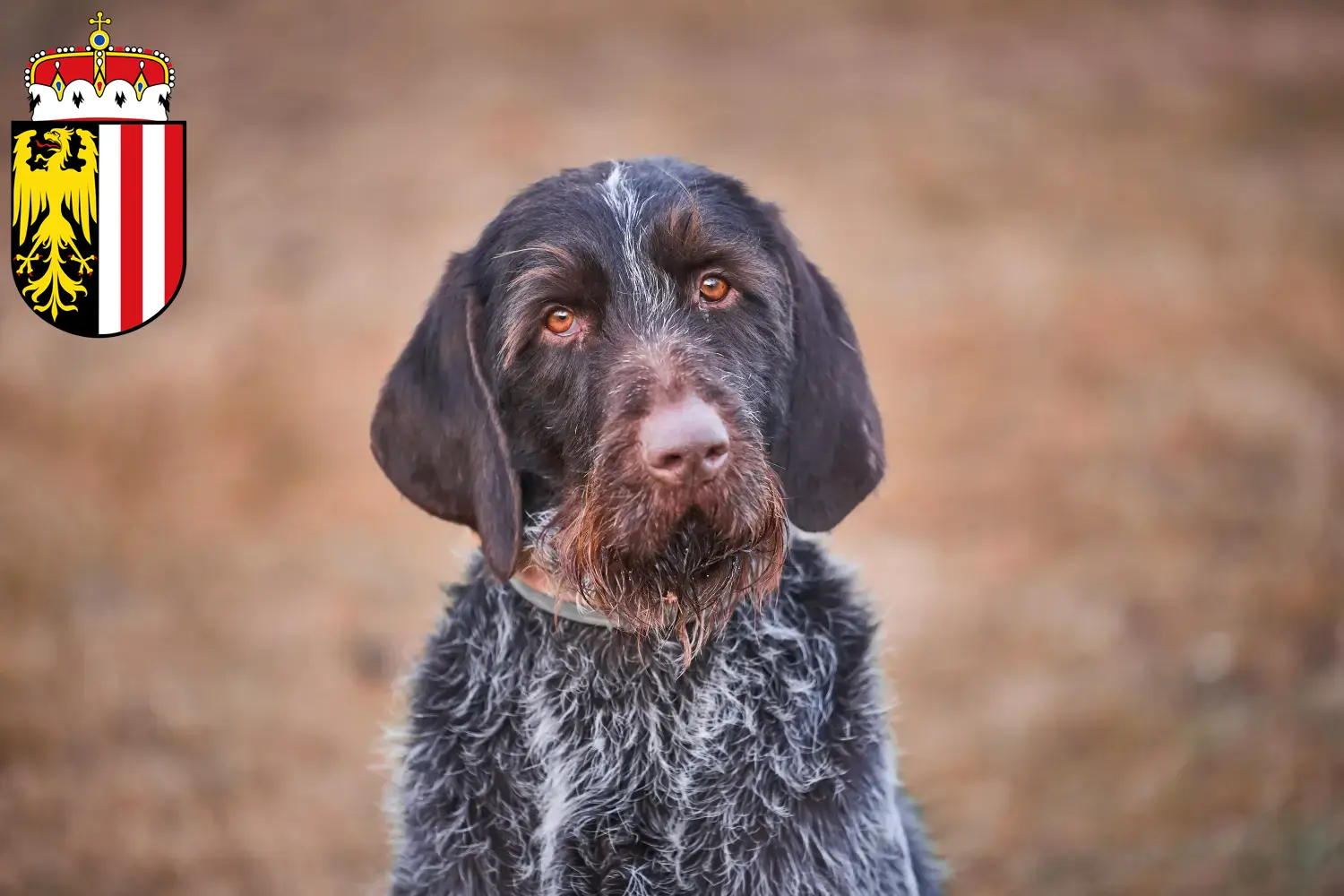 Read more about the article Český fousek breeders and puppies in Upper Austria