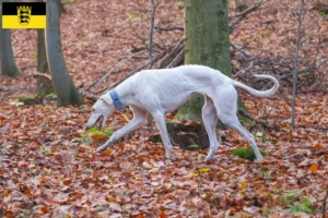 Read more about the article Chart Polski breeders and puppies in Baden-Württemberg