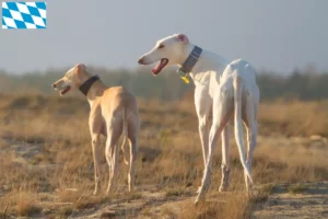 Read more about the article Chart Polski breeders and puppies in Bavaria