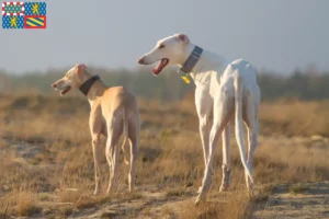 Read more about the article Chart Polski breeders and puppies in Bourgogne-Franche-Comté