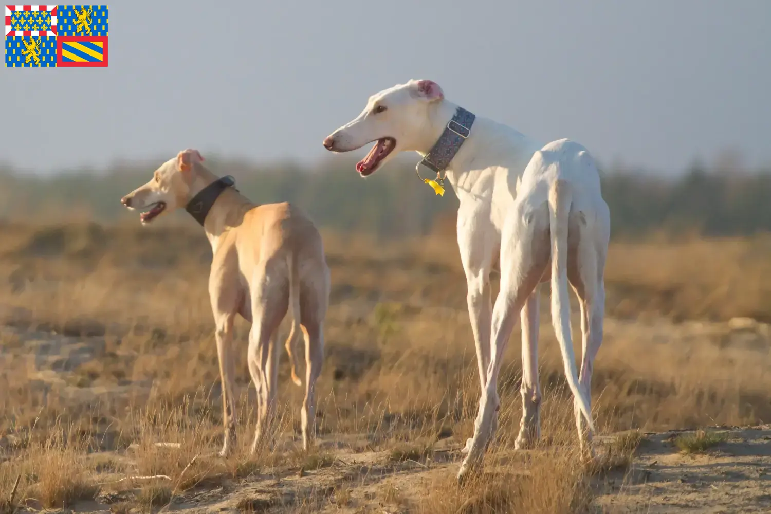 Read more about the article Chart Polski breeders and puppies in Bourgogne-Franche-Comté