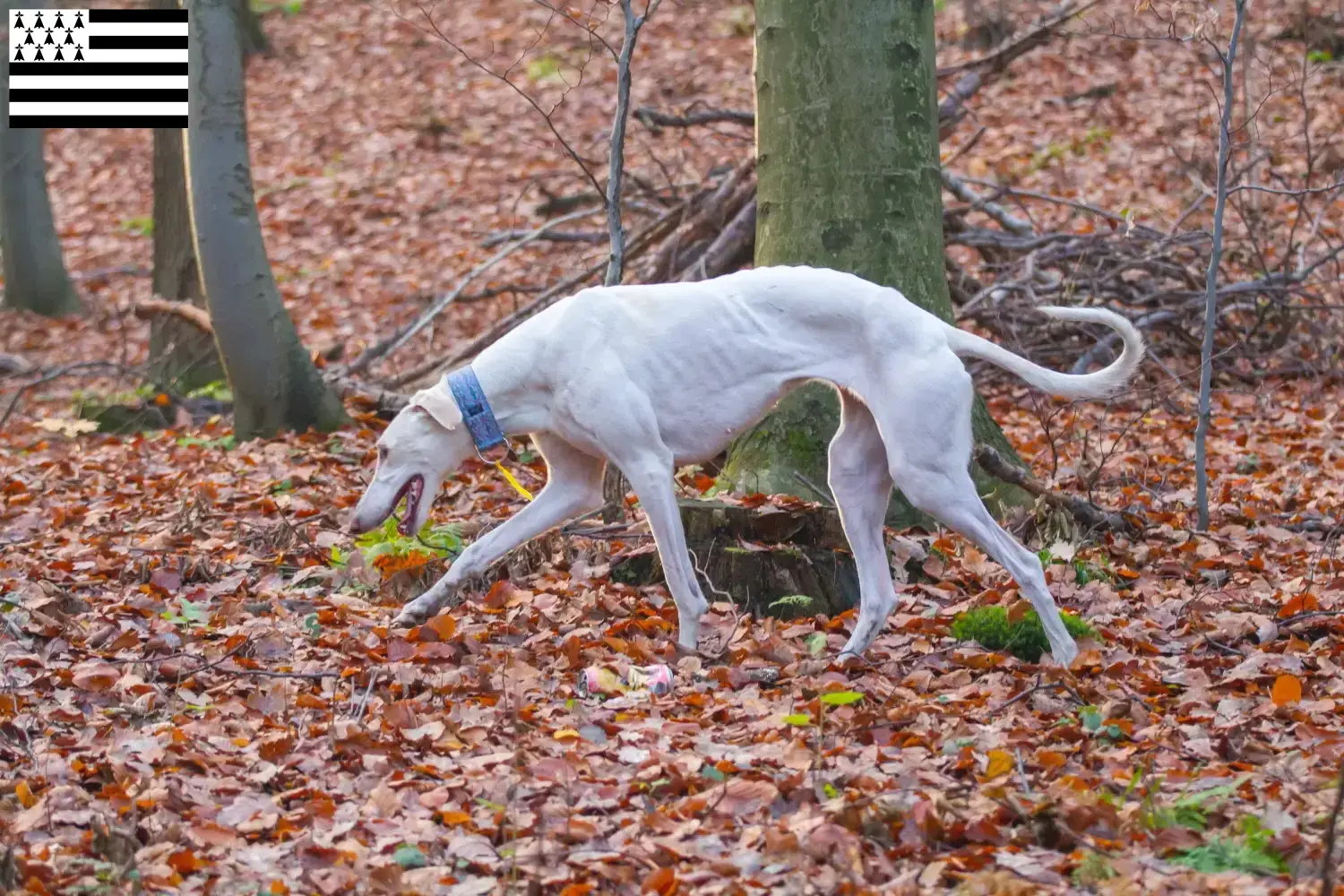 Read more about the article Chart Polski breeders and puppies in Brittany