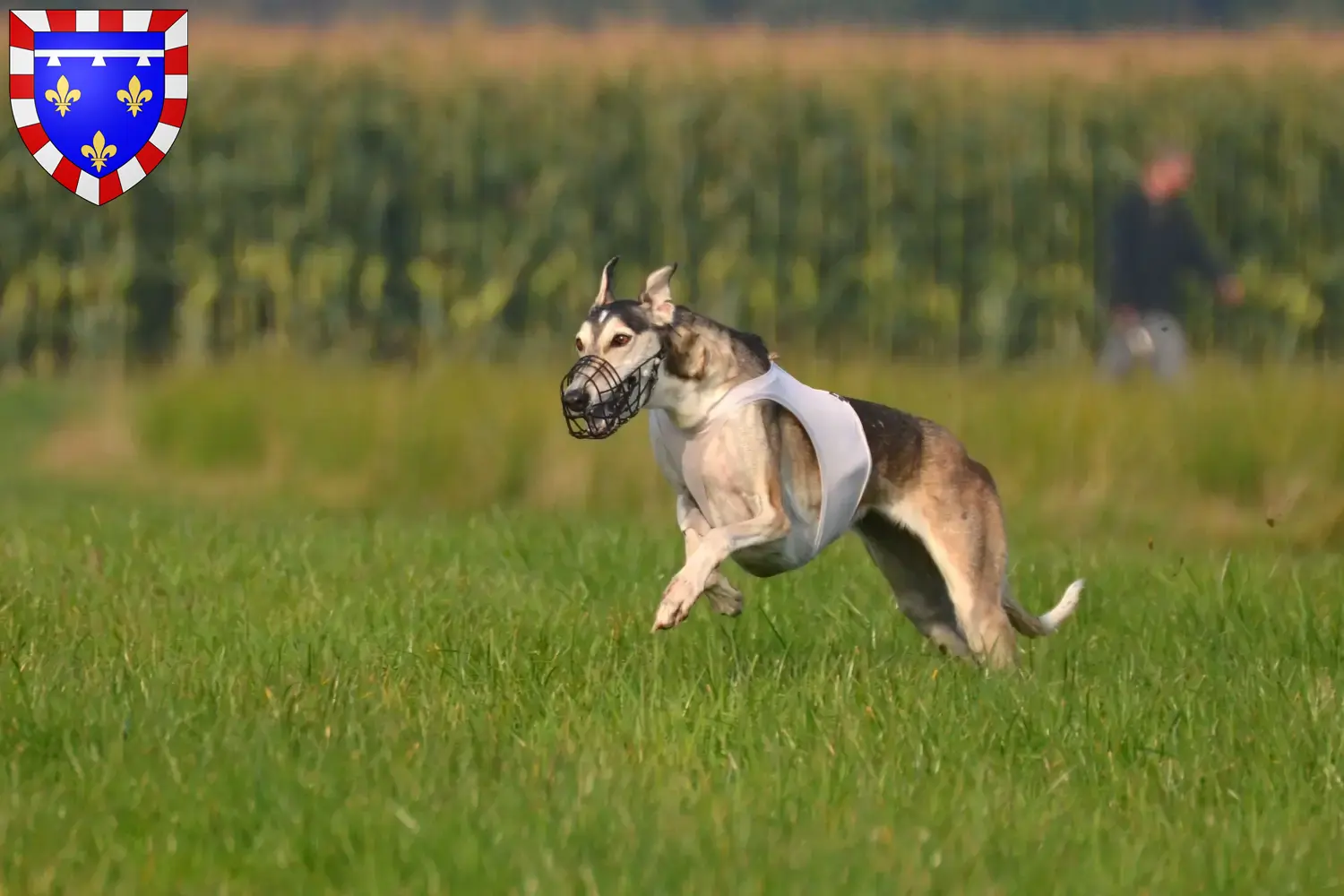 Read more about the article Chart Polski breeders and puppies in Centre-Val de Loire