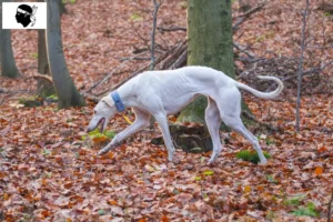 Read more about the article Chart Polski breeders and puppies in Corsica