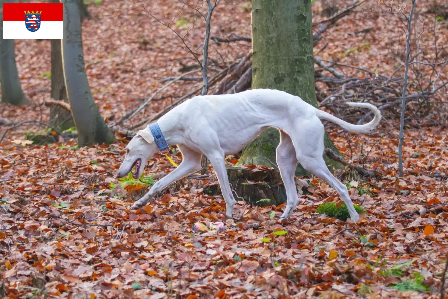 Read more about the article Chart Polski breeders and puppies in Hessen