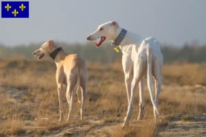 Read more about the article Chart Polski breeders and puppies in Île-de-France