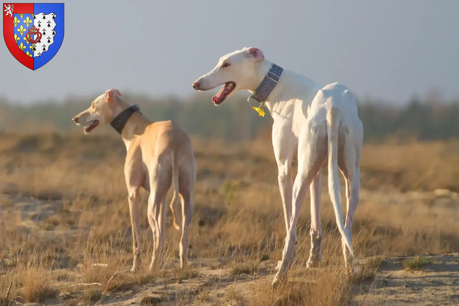 Read more about the article Chart Polski breeders and puppies in Pays de la Loire