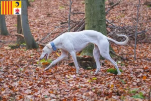 Read more about the article Chart Polski breeders and puppies in Provence-Alpes-Côte d’Azur