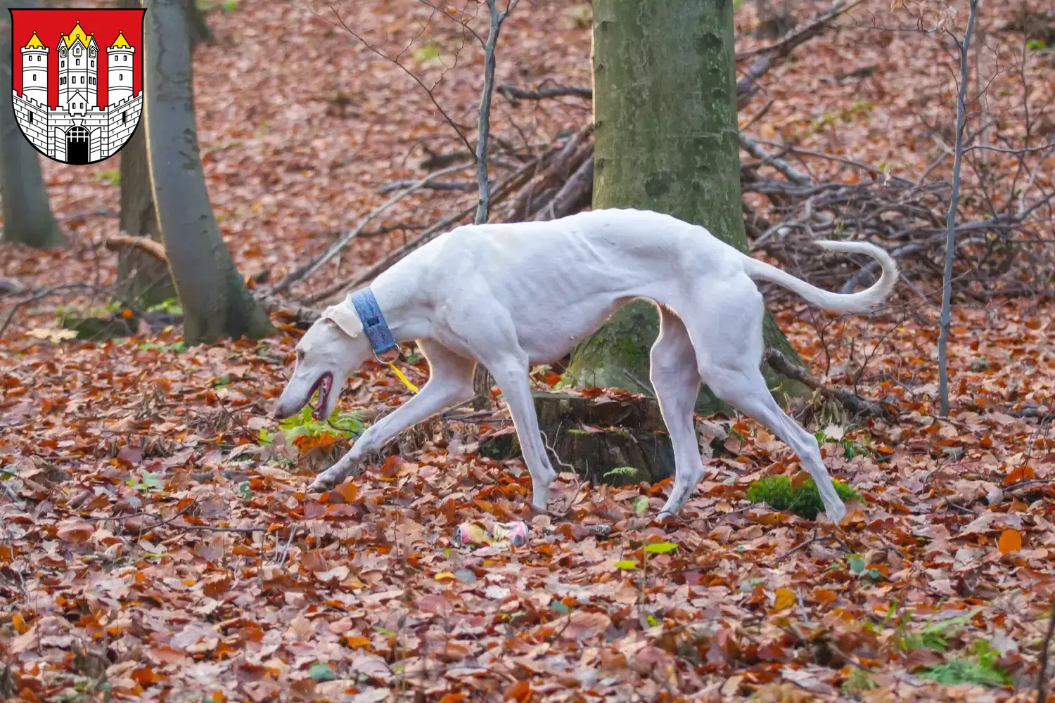 Read more about the article Chart Polski breeders and puppies in Salzburg