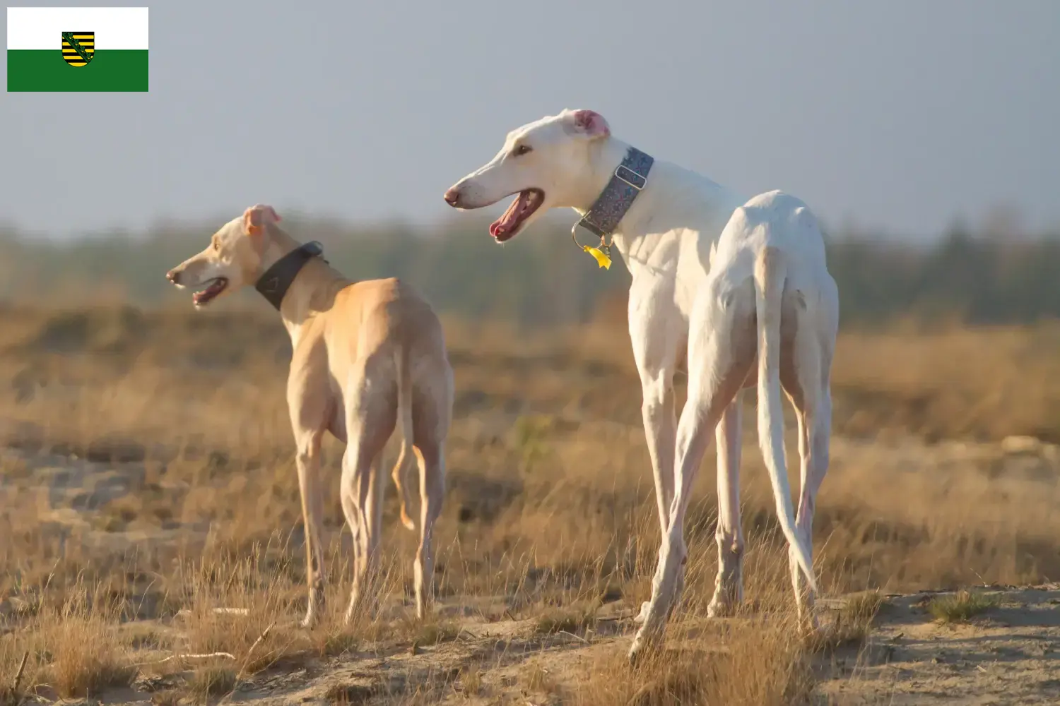 Read more about the article Chart Polski breeders and puppies in Saxony