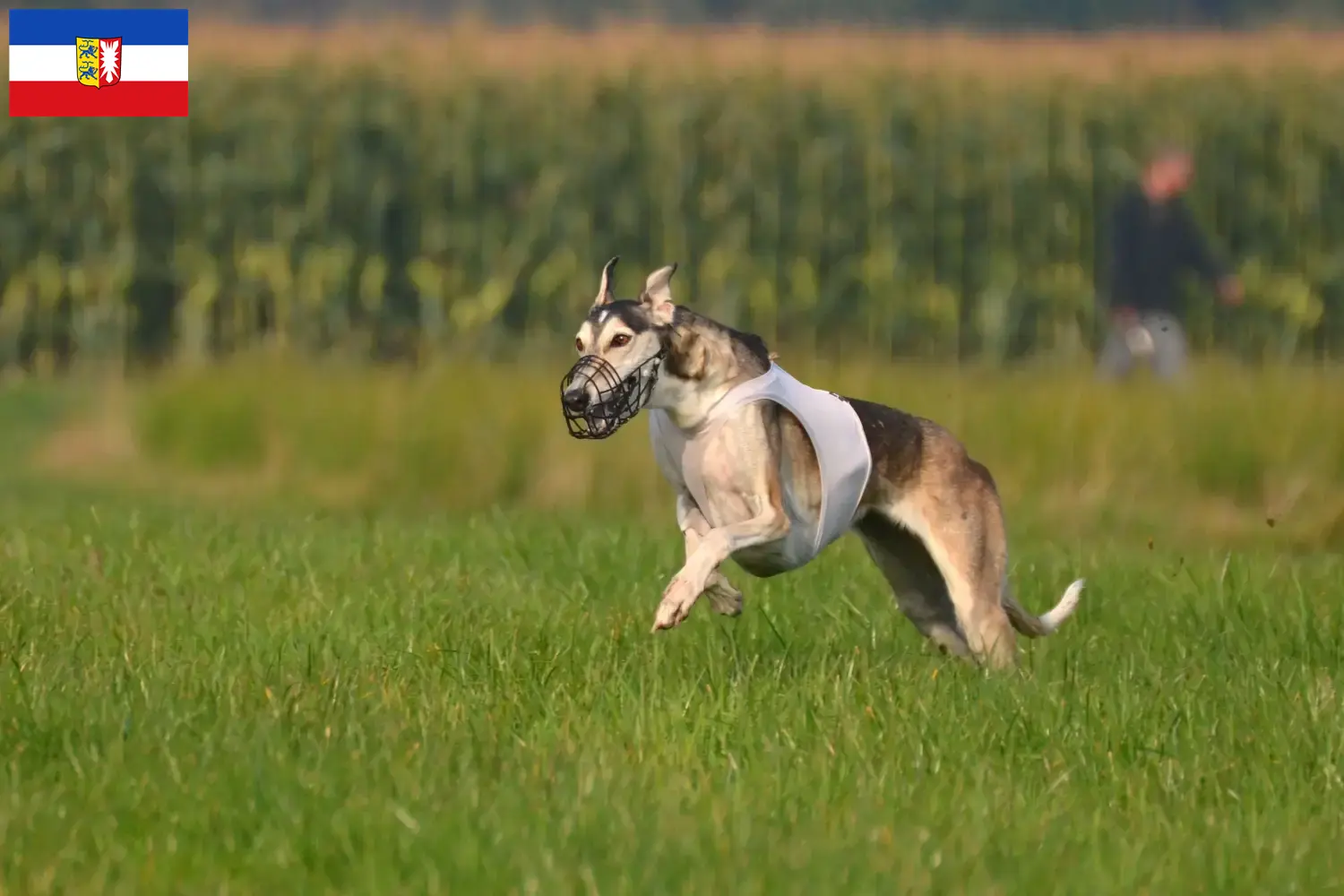 Read more about the article Chart Polski breeders and puppies in Schleswig-Holstein