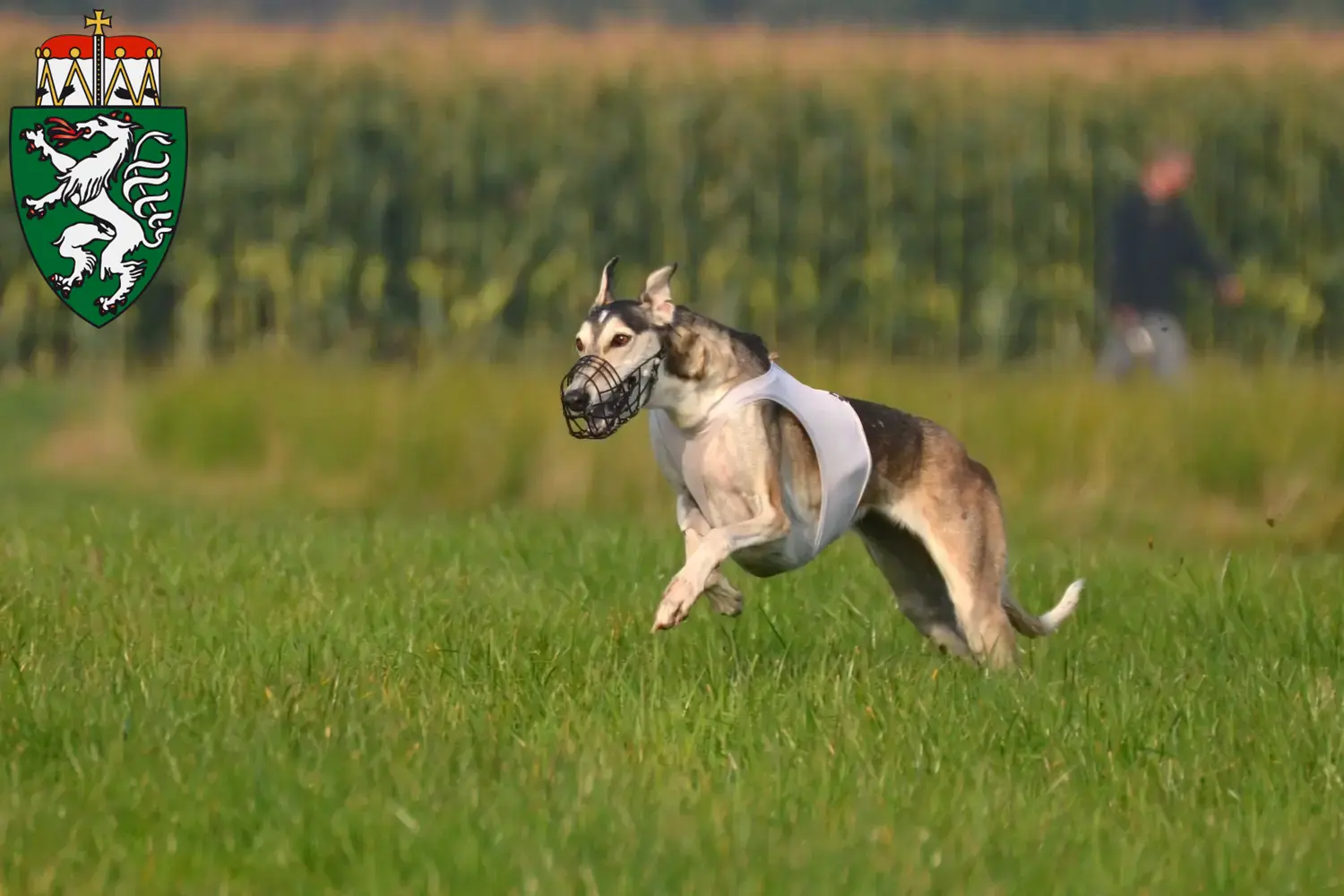 Read more about the article Chart Polski breeders and puppies in Styria