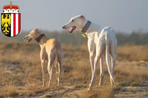 Read more about the article Chart Polski breeders and puppies in Upper Austria