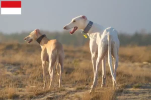 Read more about the article Chart Polski breeders and puppies in Vienna