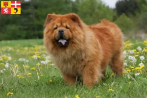 Read more about the article Chow-Chow breeders and puppies in Auvergne-Rhône-Alpes