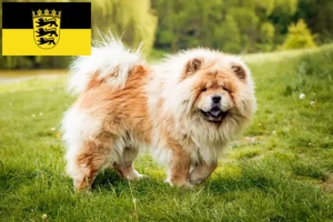 Read more about the article Chow-Chow breeders and puppies in Baden-Württemberg