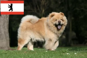 Read more about the article Chow-Chow breeders and puppies in Berlin