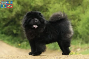 Read more about the article Chow-Chow breeders and puppies in Bourgogne-Franche-Comté