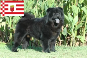 Read more about the article Chow-Chow breeders and puppies in Bremen