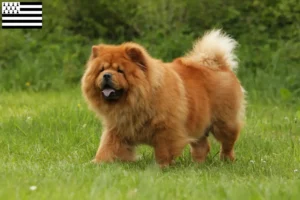 Read more about the article Chow Chow breeders and puppies in Brittany