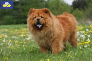 Read more about the article Chow Chow breeders and puppies in the Brussels-Capital Region