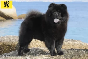 Read more about the article Chow-Chow breeders and puppies in Flanders