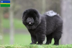 Read more about the article Chow-Chow breeders and puppies in Flevoland