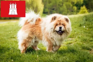 Read more about the article Chow-Chow breeders and puppies in Hamburg