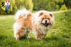 Read more about the article Chow-Chow breeders and puppies in Hauts-de-France