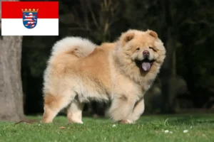 Read more about the article Chow-Chow breeders and puppies in Hessen