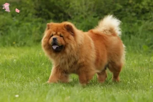 Read more about the article Chow-Chow breeders and puppies in Hovedstaden