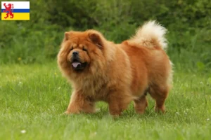 Read more about the article Chow-Chow breeders and puppies in Limburg