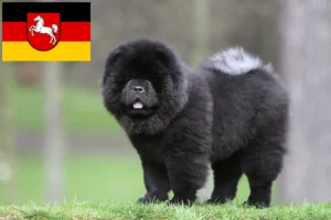 Read more about the article Chow-Chow breeders and puppies in Lower Saxony