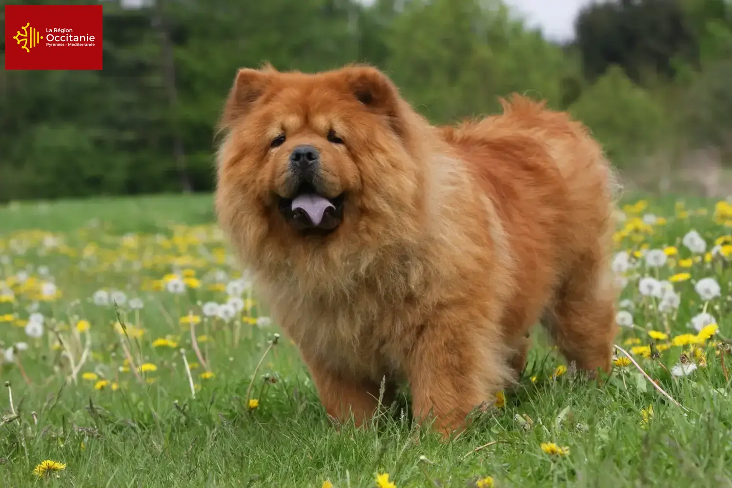 Read more about the article Chow-Chow breeders and puppies in Occitania