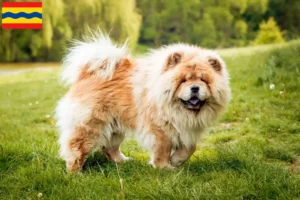 Read more about the article Chow-Chow breeders and puppies in Overijssel