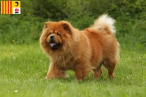 Read more about the article Chow-Chow breeders and puppies in Provence-Alpes-Côte d’Azur