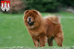 Read more about the article Chow-Chow breeders and puppies in Salzburg