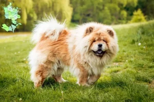 Read more about the article Chow-Chow breeders and puppies in Sjælland