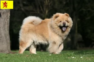 Read more about the article Chow-Chow breeders and puppies in South Holland
