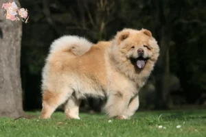 Read more about the article Chow-Chow breeders and puppies in Syddanmark